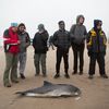 Photos: Poor Porpoise Dies On Beach In Coney Island